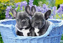 Puzzle Castorland 1000 details: French Bulldog Puppies