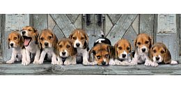 The panorama Clementoni puzzle 1000 pieces: Puppies hound