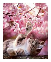 Pintoo Puzzle 500 pieces: A cat among flowers