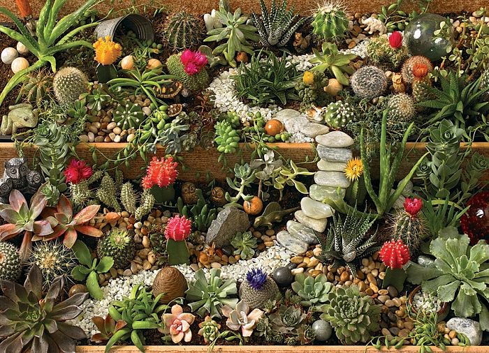 Cobble Hill puzzle 1000 pieces: Garden of cacti 80157