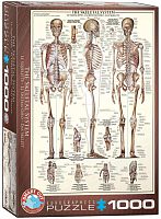 Puzzle Eurographics 1000 pieces: Skeletal system