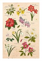 Pintoo 600-piece puzzle: Mandie. Winter flowers