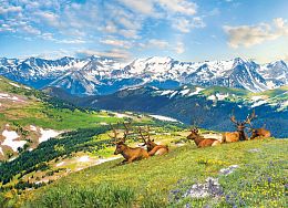 Eurographics 1000 pieces puzzle: Mountain Moose, Colorado. USA