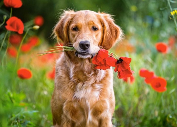 Puzzle Castorland 180 details: Puppy in the poppies В-018284