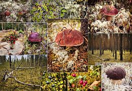 Пазл Алма ПРЕМИУМ деревянный 1000 деталей. Карельская сказка. В царстве мхов, грибов и ягод