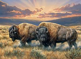 Cobble Hill 1000 Pieces Puzzle: Buffaloes on the Plain