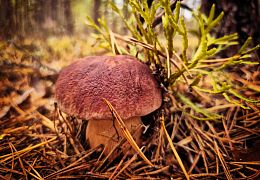 Пазл Алма деревянный 1000 деталей. Карельская сказка. Страж хвойного леса