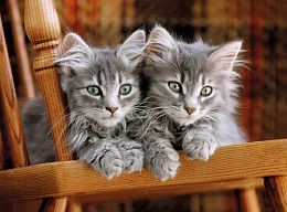Puzzle Clementoni 500 items: Kittens on a chair 