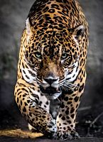 Puzzle Clementoni 1000 pieces: Hunting Jaguar