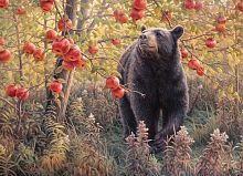 Puzzle Cobble Hill 500 pieces: Bear and apples