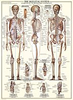 Puzzle Eurographics 1000 pieces: Skeletal system