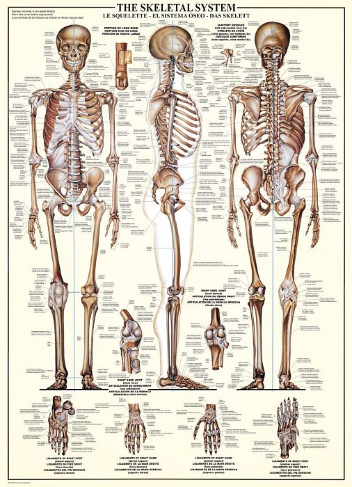 Puzzle Eurographics 1000 pieces: Skeletal system 6000-3970