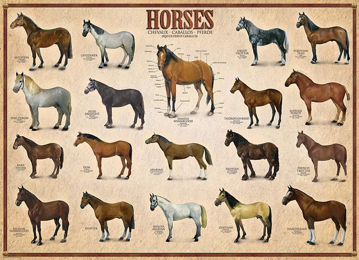 Eurographics 1000 pieces Puzzle: Horses 6000-0078
