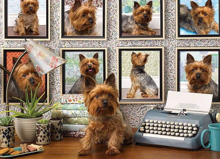 Cobble Hill puzzle 1000 pieces: Yorkies are my passion 80038