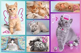Trefl Puzzle 60 pieces: Sweet Kittens
