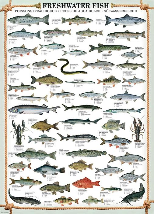 Eurographics 1000 pieces Puzzle: Freshwater Fish 6000-0312