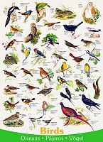 Puzzle Eurographics 1000 pieces: Birds