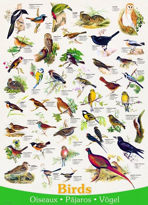 Puzzle Eurographics 1000 pieces: Birds 6000-1259