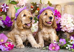Enjoy 1000 Pieces Puzzle: Spaniel puppies in flower hats