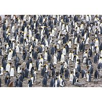 Magnolia Puzzle 1500 pieces: Colony of King Penguins