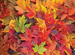 Nova 1000-piece Puzzle: Autumn Leaves