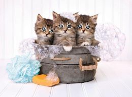 Puzzle Clementoni 500 items: Bath day (kittens)