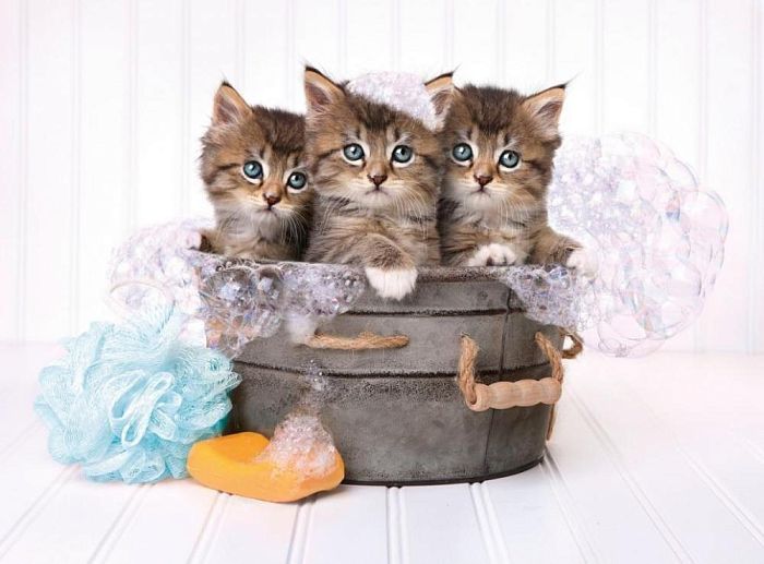 Puzzle Clementoni 500 items: Bath day (kittens) 35065