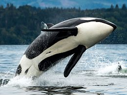 Puzzle Prime 3D 500 pieces: Killer Whale