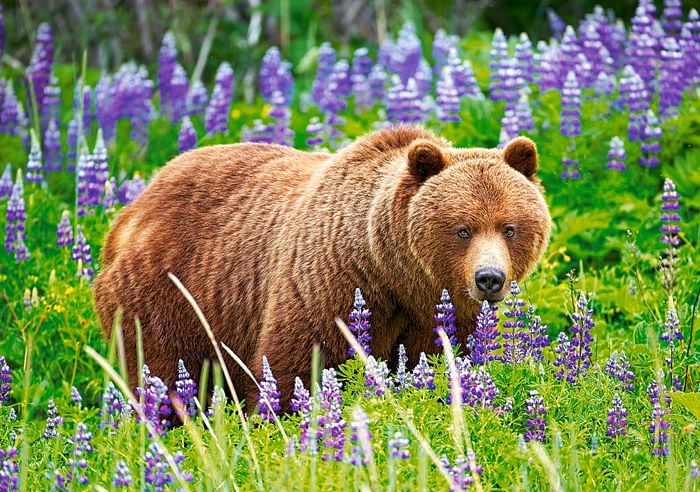 Puzzle Castorland 500 items: Bear in a meadow B-52677
