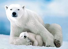 Eurographics 1000 pieces puzzle: Polar Bear and Baby