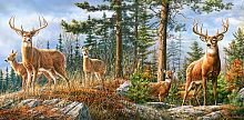 Castorland 4000 pieces puzzle: Deer in the forest