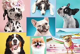 Trefl puzzle 1500 details: Cute dogs, collage