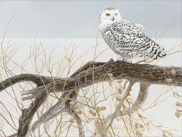 Puzzle Cobble Hill 500 pieces: White owl on the willow 52084/85031