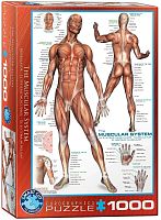 Puzzle Eurographics 1000 pieces: the Muscular system