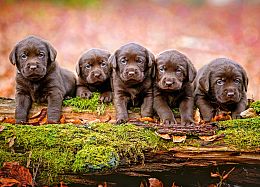 Puzzle Castorland 120 parts: Five puppies