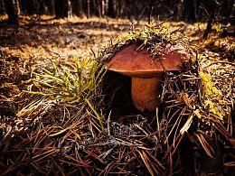 Пазл Алма деревянный 500 деталей. Карельская сказка. Там, где растут боровики