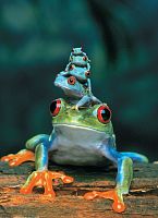 Puzzle Eurographics 1000 pieces: the red eyed tree frog