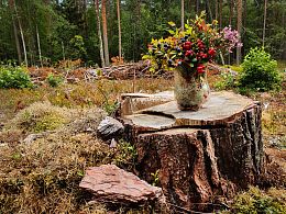 Пазл Алма деревянный 500 деталей. Карельская сказка. Лесной букет