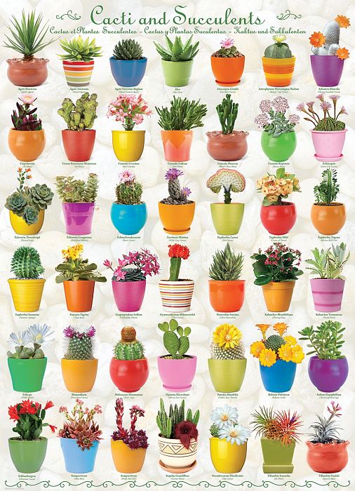 Puzzle Eurographics 1000 pieces: Cacti and succulents 6000-0654
