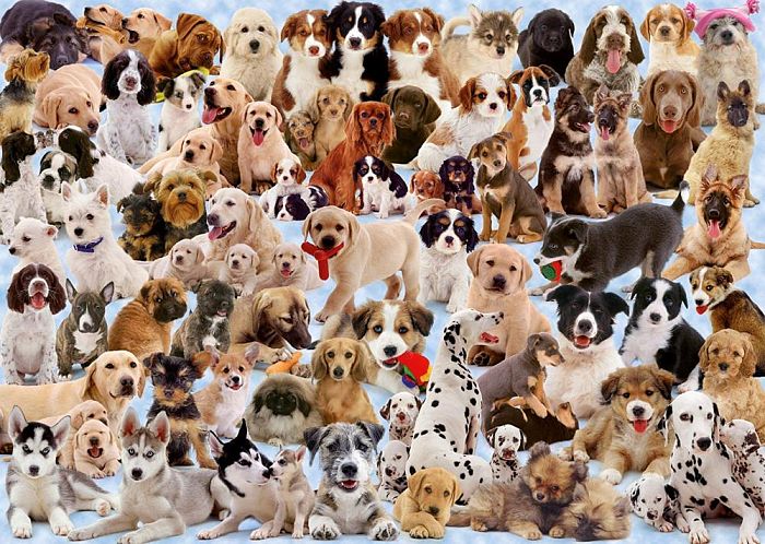 Ravensburger puzzle 1000 pieces: the Abundance of dogs  15633