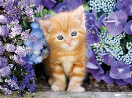 Puzzle Clementoni 500 items: Kitty in flowers