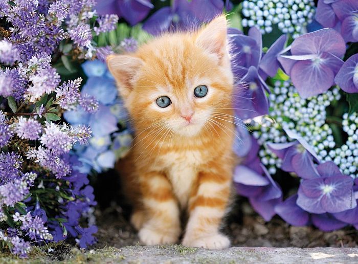 Puzzle Clementoni 500 items: Kitty in flowers 30415