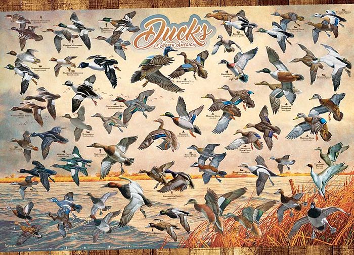 Cobble Hill 1000 pieces puzzle: Wild ducks 80263