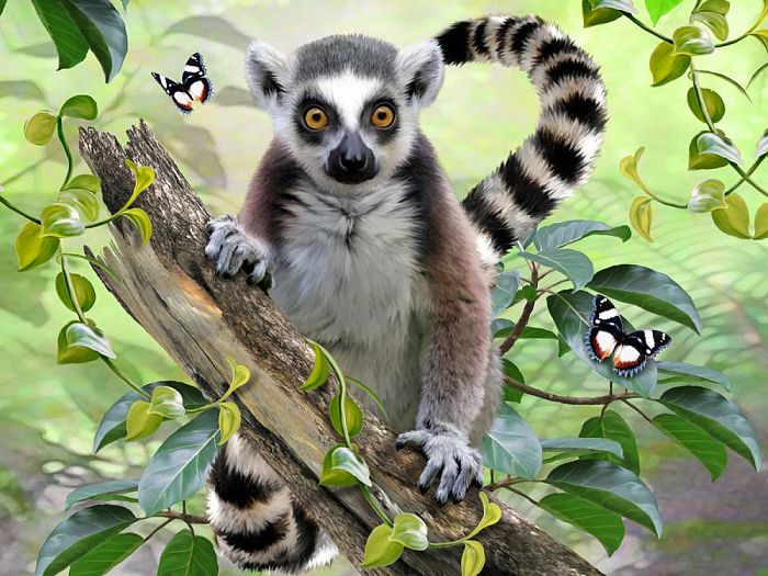 Prime 3D puzzle 48 pieces: a ring-tailed lemur 13549