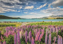 Clementoni 1500-piece Puzzle: Lupines on Lake Tekapo