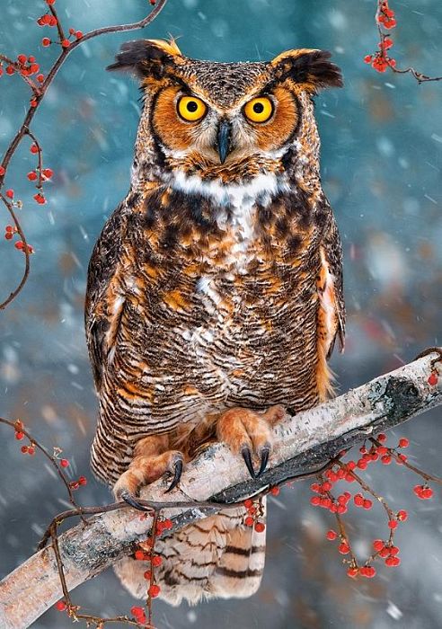 Puzzle Castorland 500 items: Great horned owl B-52387