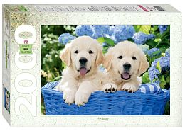 Puzzle Step 2000 details: Puppies in a basket