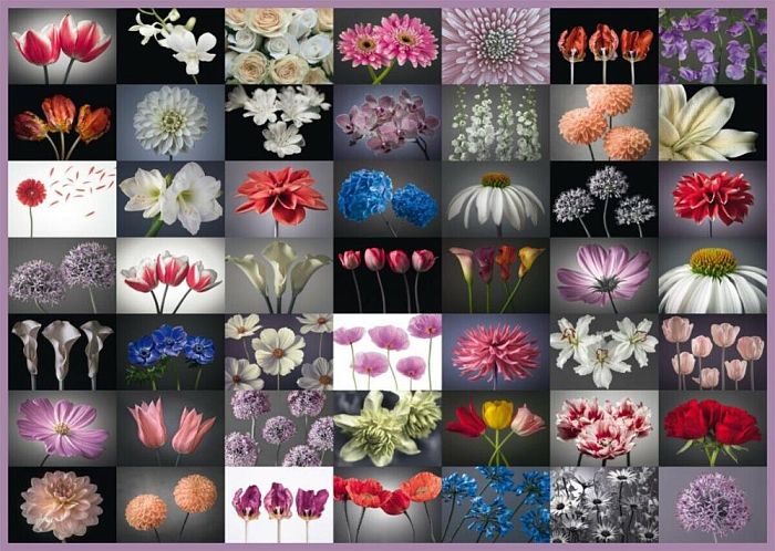 Schmidt puzzle 2000 pieces: the Collage. Flowers 58297