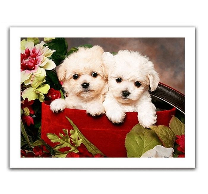 Puzzle Pintoo 300 details: Two puppies Н1386