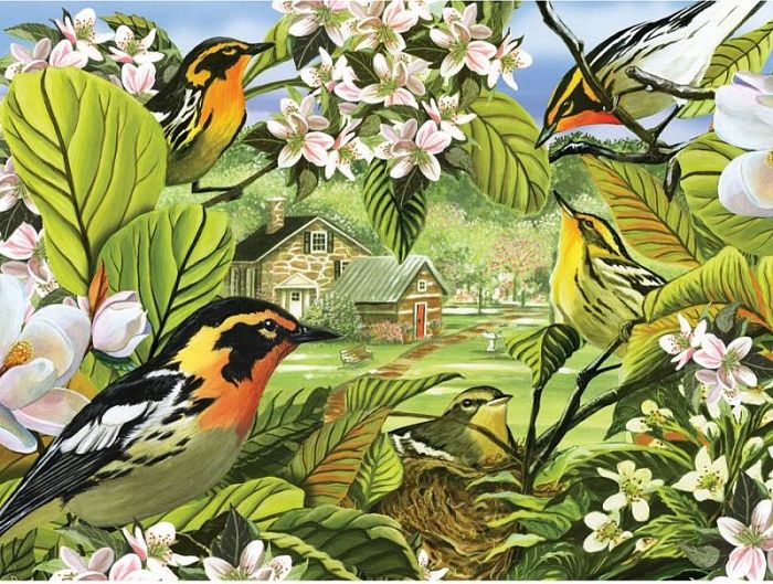 Puzzle Cobble Hill 500 items: Forest songbirds 52037